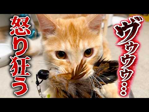 子猫のお気に入りのおもちゃを奪おうとしたら怒り狂って手がつけられなくなりました…。 サムネイル