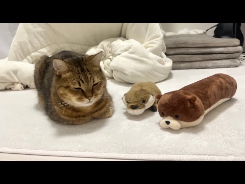 カワウソのぬいぐるみに並んでマネする猫可愛過ぎな件 サムネイル