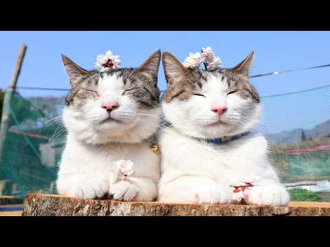 八重梅の花　のせ猫  2026　260415 サムネイル