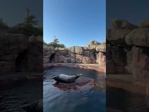 ※音量注意※　加茂ゴマフアザラシ　ゴマフアザラシ　shorts　加茂水族館 サムネイル