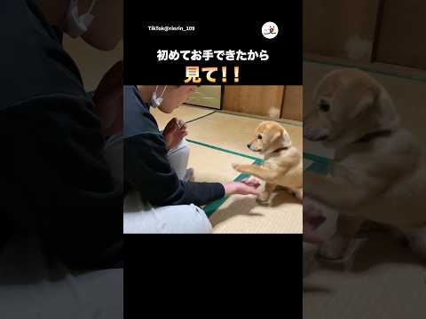 初めてお手ができた！｜PECO サムネイル