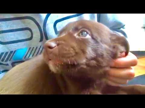【７年】子犬だったワンコの成長記録 サムネイル