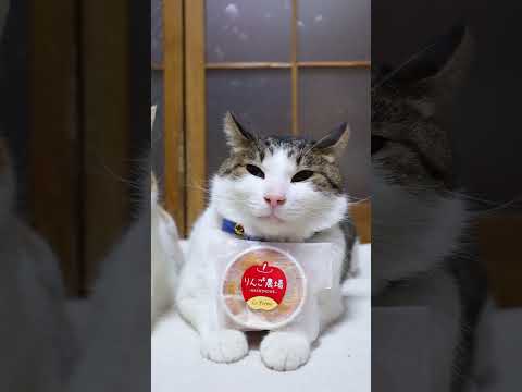 りんご農場　260425　 のせ猫　 cat　 よすがいよ　 ねこ　 猫　 猫のいる暮らし  サバトラ  cute… サムネイル