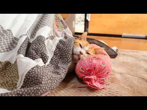 こたつでお昼寝うずまき　260301 サムネイル