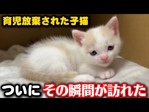 未熟児だった子猫に歓喜の瞬間が訪れました