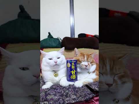 五穀の甘酒　260228　のせ猫　 cute　 cat　 ねこ　 ネコ　 猫のいる暮らし　 猫　　 cutecat… サムネイル
