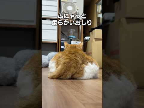 「お尻ってかわいいよね」猫あるある|フルはApple Musicほか音楽アプリへ
