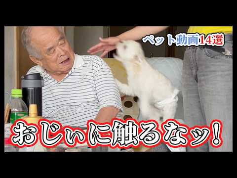 【本気の威嚇】大好きな人は渡さない😡💥14選｜PECO