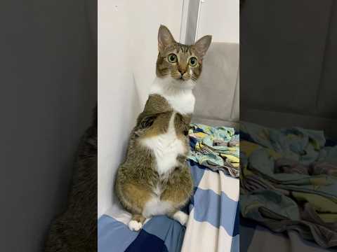 Cute girl Tutu サムネイル