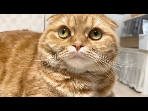 話題の猫の日を楽しむ！愛猫との素敵な日常 サムネイル