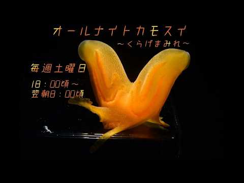 オールナイトカモスイ　～くらげまみれ～ 253 コトクラゲ