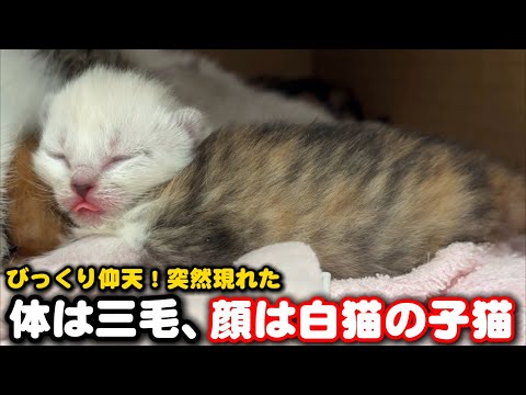 体は三毛猫、顔は白猫の子猫が突然現れ驚きました サムネイル