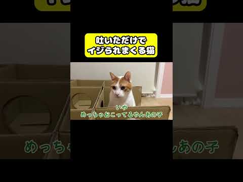 吐いただけでイジられまくる猫　猫 おもしろ アテレコ ニャンチューバーつくし サムネイル