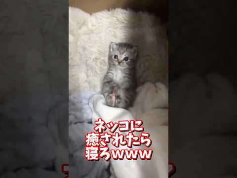 ネッコの動画で癒されたら寝ろｗｗｗ　2ch  動物  猫 癒やし ねこ動画 サムネイル