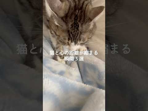 猫と心の距離が縮まる瞬間3選 猫 ねこ 猫のいる暮らし ねこのいる生活 保護猫 雑学 豆知識 VOICEVOX:ずんだ… サムネイル