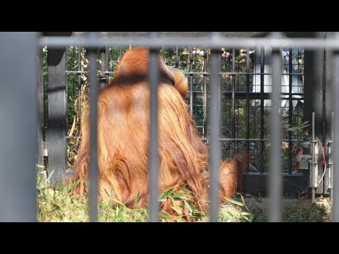 ウータンの背中・・・客で混みすぎでした　のんほいパーク　オランウータン　202512 サムネイル