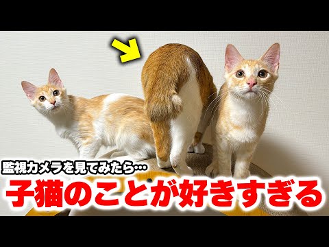 チップが子猫たちのことが好きすぎる件について。監視カメラの映像を確認したらとんでもない光景が映っていました… サムネイル