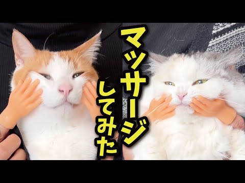 猫を謎の手でマッサージしてみたらこうなりました サムネイル