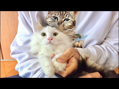 【朝用】99%が5分で目覚める　猫×水の音ASMR Deep Relax ASMR｜Cat Purring & Woo… サムネイル