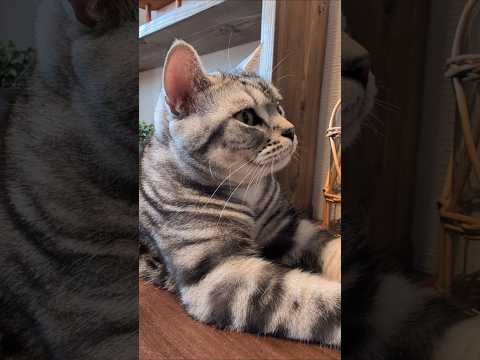アメショーのラッテ アメショ アメリカンショートヘア 猫のいる暮らし 猫と暮らす家猫 サムネイル