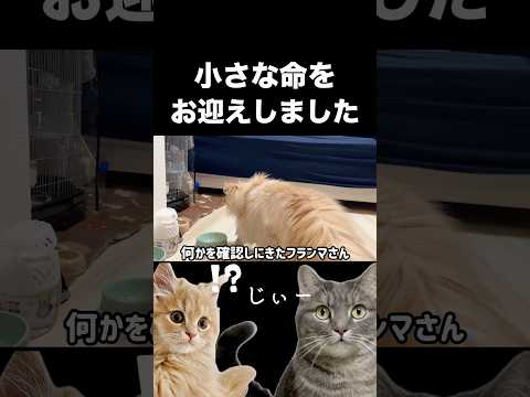 【ご報告】小さな命をお迎えしました shorts 猫 猫好きさんと繋がりたい サムネイル