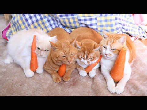 にんじんのせ猫　 251226 サムネイル