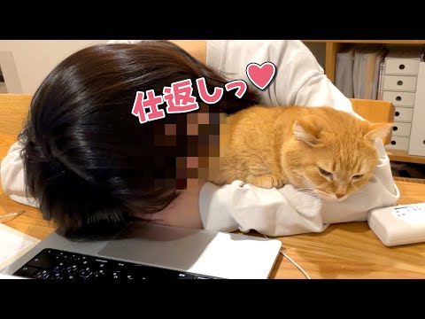 いつもママを枕にしてくる愛猫を逆に枕にしてやりました…！ サムネイル