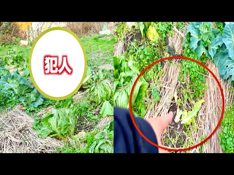 白菜泥棒の被害に遭ったので防犯カメラ設置してみた結果。。【調べてみたら】 サムネイル