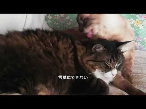 愛玩動物管理士勉強中sunoで作詞 サムネイル