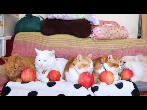 さんふじりんご　のせ猫 　260127 サムネイル