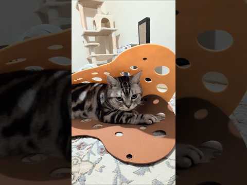 最新トレンド！アメショー・ラッテの日常と猫との幸せな暮らし サムネイル