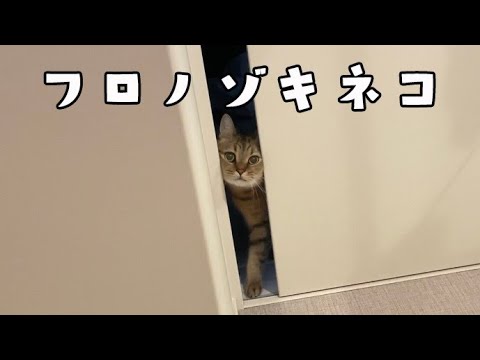 顔面が潰れようが飼い主の風呂を覗きに来る猫 サムネイル