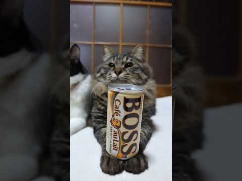 BOSS　カフェオレ　260514　 cat のせ猫 cute　 BOSS kitty 長毛種　 カフェオレ kitt… サムネイル