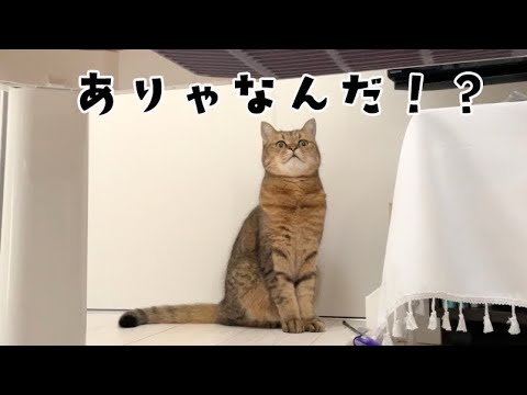 家に見たことない物が届いていた時の猫の反応が… サムネイル