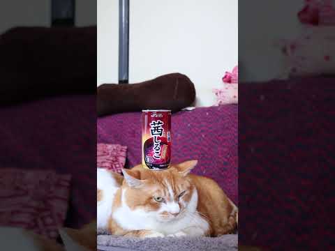有機茜しるこ　260603　 cat のせ猫 cute　 しるこ cutecat おしるこ　 kitty 子ネコ ねこ サムネイル