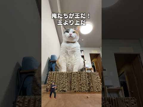 「俺たちが王だ！」猫あるある|フルはApple Musicほか音楽アプリへ サムネイル