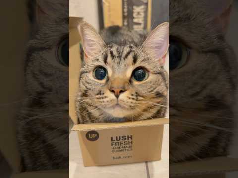 箱入り娘(猫)に大興奮www cat 猫 サムネイル