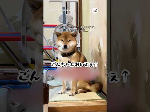 ガラ声飼い主に震える犬｜PECO サムネイル