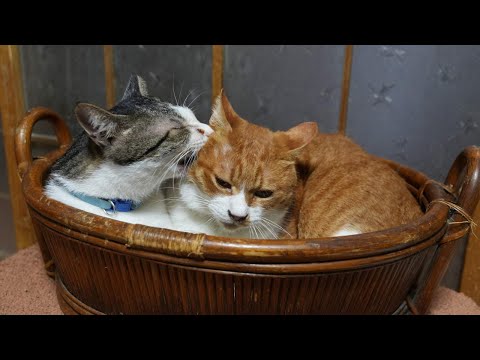 かごのぽんとさばじろう　260205 サムネイル