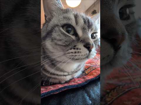 アメショーのラッテ アメショ アメリカンショートヘア ＃猫との暮らし猫と暮らす家猫 サムネイル