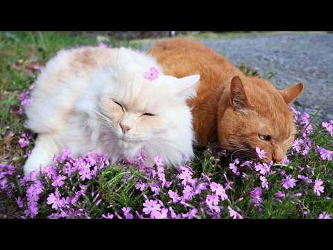 芝桜　　260517 サムネイル