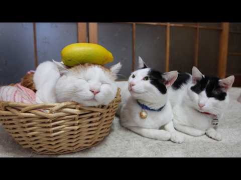 うずまきLIVE配信？　放置？　2026年3月08日 サムネイル