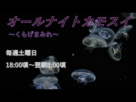 オールナイトカモスイ　～くらげまみれ～ 239　ミズクラゲ サムネイル