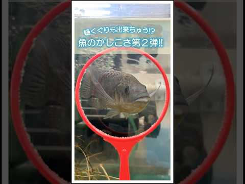 最新トレンド！驚愕の魚の知恵　第2弾・ティラピアの輪くぐり挑戦