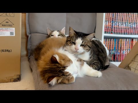 猫団子の中心にはモフモフの秀吉が サムネイル