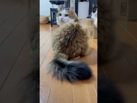 ぱっと見、分からんけど サムネイル