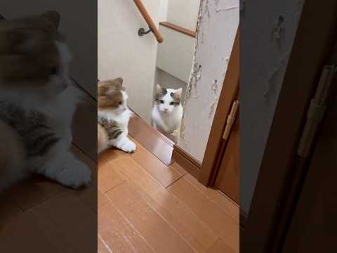 レスポンス良いけど絶対スルーする サムネイル