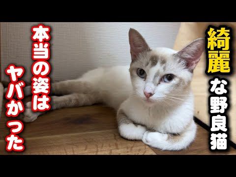過酷な環境で暮らした猫のリアルな姿