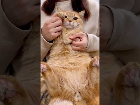 レゼダンス踊らせてみた！【IRIS OUT】