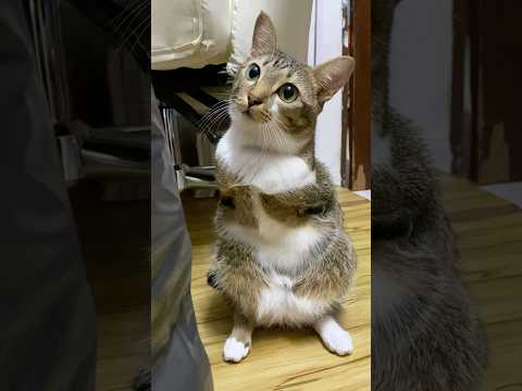 Cutest cat サムネイル